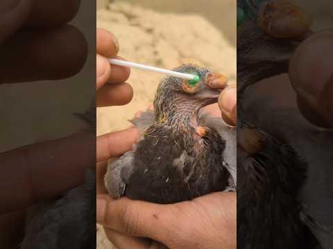 Pox Remove #Pox #remove #video #pets #shorts