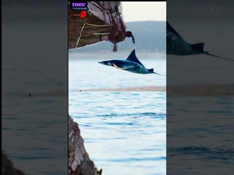 pari besar muncul saat panjat tebing