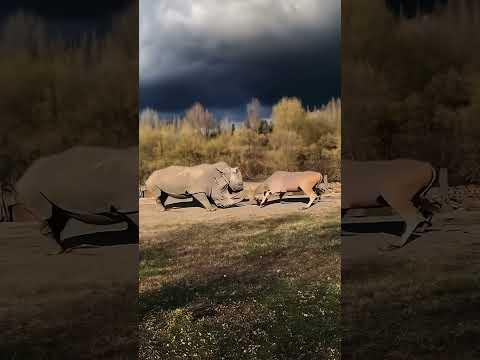 Antelopes are no match for rhinos Animal World Fantastic Beasts Here Animal World Highlights Ant