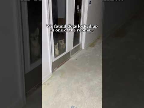 We had to call the police to save the dogs…