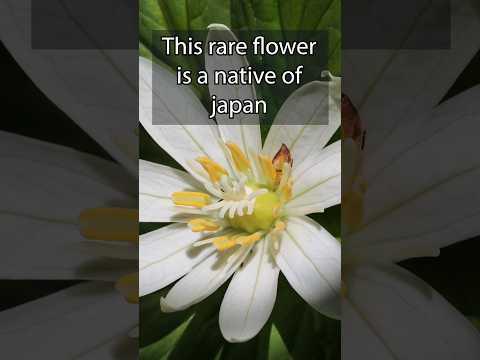 What has the MOST DNA 🧬?