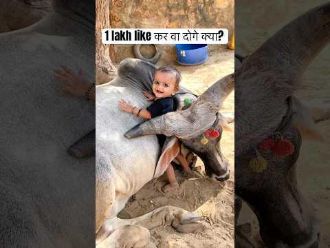 दुनिया का सब से सुंदर वीडियो❤️ प्यारी टीपू❤️ #cow #cows #cowvideos #youtubeshorts #viralvideo #गऊ