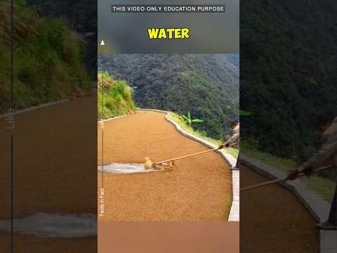 green grass typically found in ponds: #fishing #viralvideo #shorts