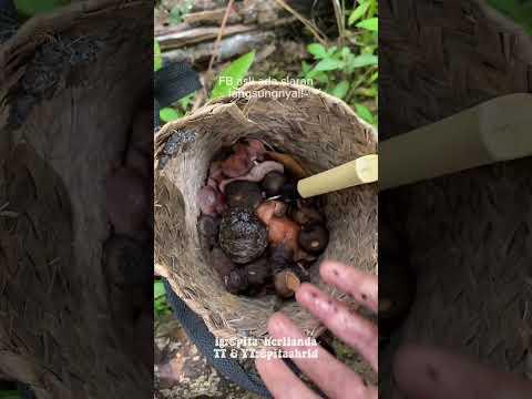 tau jamur ini ga guys 🍄 #adayinmylife #minivlog #adventure