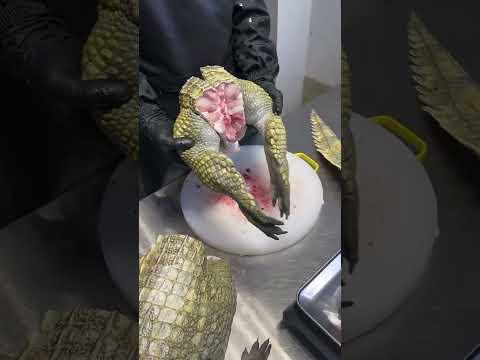 #crocodilemeat #crocodile # Commodity crocodile freshly  crocodile meat legs