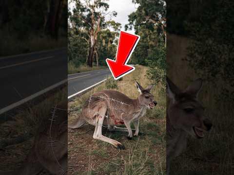 The story of the kangaroo's rescue after getting tangled in barbed wire