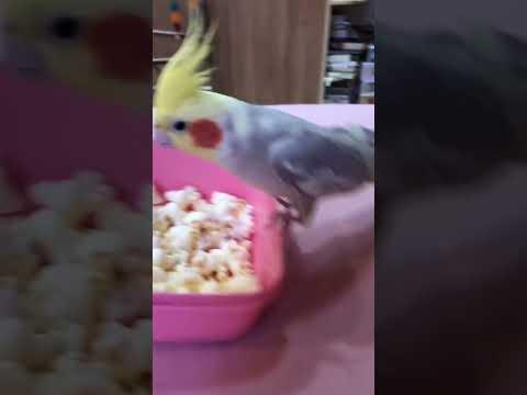 Eu só queria pegar uma pipoca #calopsitas #calopsita