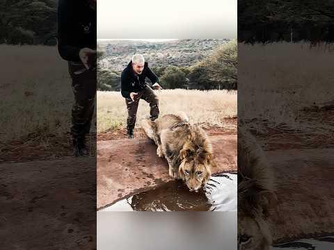 Un uomo gentile ha salvato un cucciolo di leone che è poi diventato il suo migliore amico