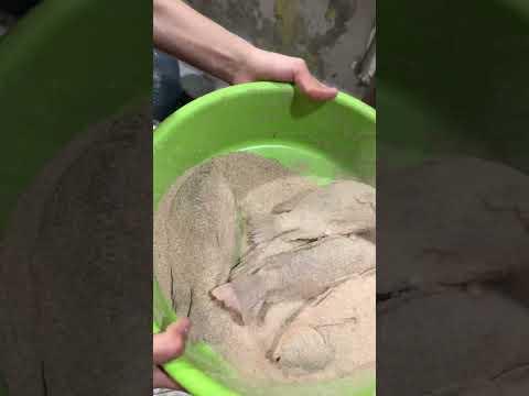 سمك مشوي كل وبرقلي ده غير المقلي😂