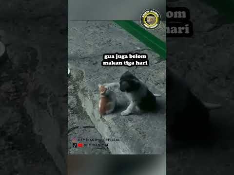 ADU KESENGSARAAN #shorts