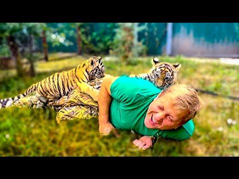 Вот вам и МАЛЕНЬКИЕ ТИГРЯТА, а напали на Олега Зубкова как огромные хищники!