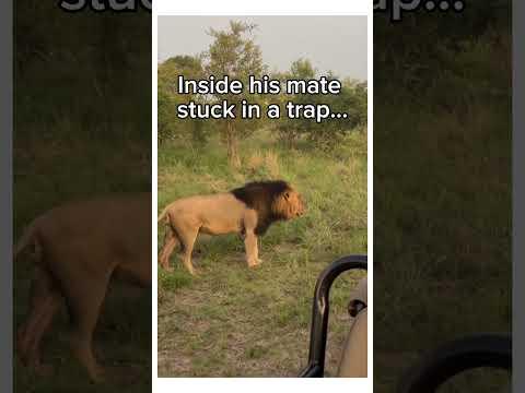 He grew up knowing him #wholesome  #animals