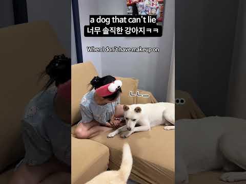거짓말 못하는 강아지 a dog that can't lie