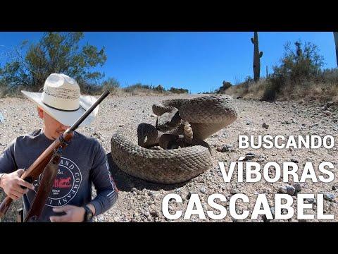 Buscando Víboras Cascabel Y Me Encuentro Con Una Bien Brava😤