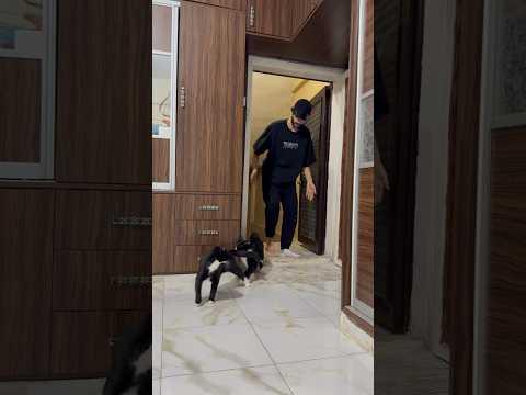 اكبر مخاوف مربي القطط 😤🤣لا تنسوا تتركوا بالقناة ☺️ #تربية_القطط #ronas