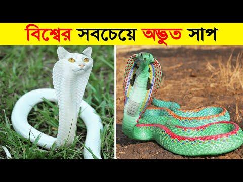 এমন সাপ দেখার জন্যও কপাল লাগে || ১০ টি অদ্ভুত এবং বিরল সাপ যা শুধু ভাগ্যবানরা দেখতে পায় #snakes