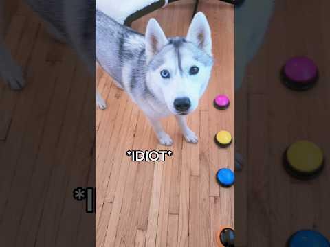 Husky Uses Her Talking Buttons to Say My "Name"!