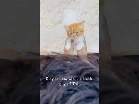 Billu ke baccho mai ldai😳😳#billucat #catcomedy #sajidcat #viralcat #cat #catlover #billug