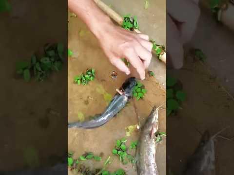 শিং মাছে কালো জাদুর অদ্ভুত দৃশ্য। #mdzahiradil #যাদুকর #হাদিস #fishing #2024 #november #shorts