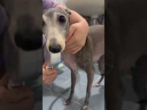 강아지 복수 하는 꿀팁