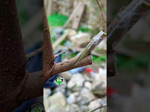Plant grafting techniques of fruit plants very easy during spring ##shorts #videos #diy