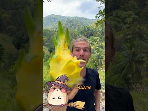 แก้วมังกรกลายพันธุ์! งอกจากต้นกระบองเพชร