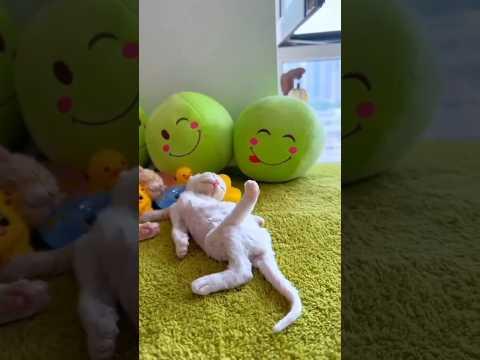 #209😺CATS&DOGS🐾