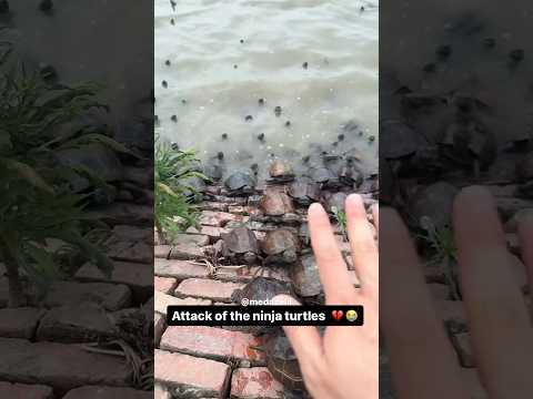 I Got Jumped By Turtles 😭