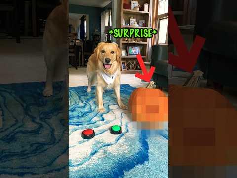 My DOG Carved A Pumpkin 😂