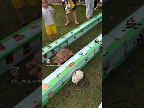 Just like the story, rabbit lost to ADHD