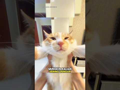 Kisah dibalik Kucing Suara Lucu yang Viral🐱