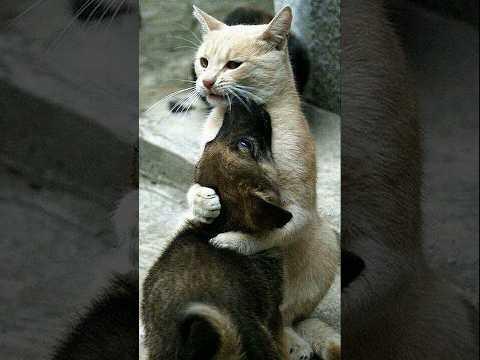 На это можно смотреть ВЕЧНО!! Смешные Кошки и Собаки! 😂😂😂 #Shorts