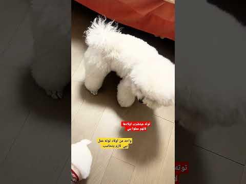 واحد من اولاد توته عمل ببي ولازم يتحاسب على عملته توته اخدت تضربهم واحد واحد