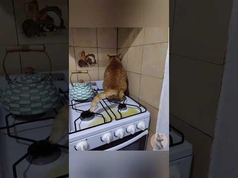 أدي أخرة اللعب مع الحيوانات ج ٤٣٥