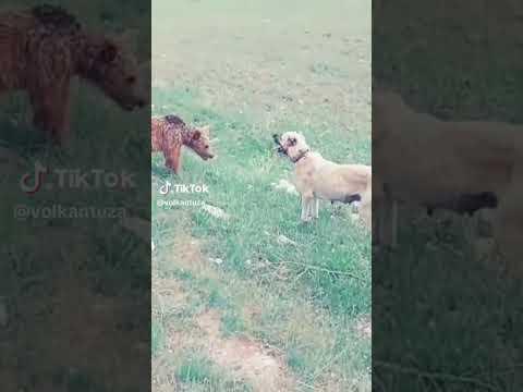 Ayı ne yapacak bu sefer kangal çok kızgın duruyor #hoçvan #ardahan #göle #erzurum #igdir #kars