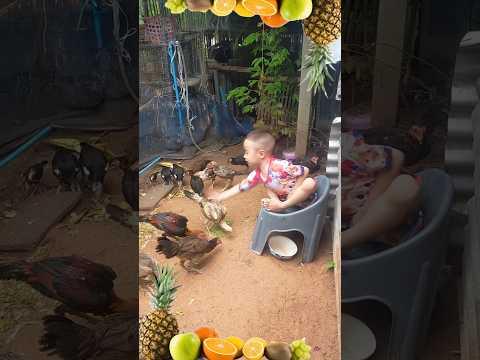 แกล้งไก่ซะแล้ว 😀😀😀 #shortsvideo #funny #reels #shortvideo #subscribe #shortsfeed #กดติดตาม #shorts