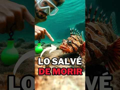 Rescaté un 🐟 PEZ  VENENOSO ☢️ P1 #pezroca #aventuraenelmar #buceo #exploración #oceano #snorkeling