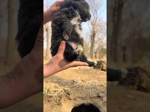Catch a little local dog, cute pet debut plan, dog, golden sun original