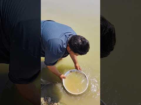 #fishing #fish #freefiregaming #fishlovers #vlog #farming