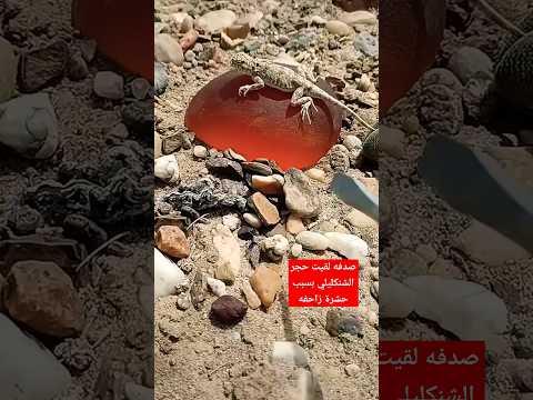 صدفة لقيت حجر الشنكليلي بسبب هالحيوان الزاحف