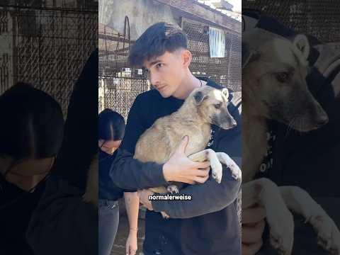 Hunde RETTUNG🐕🥺