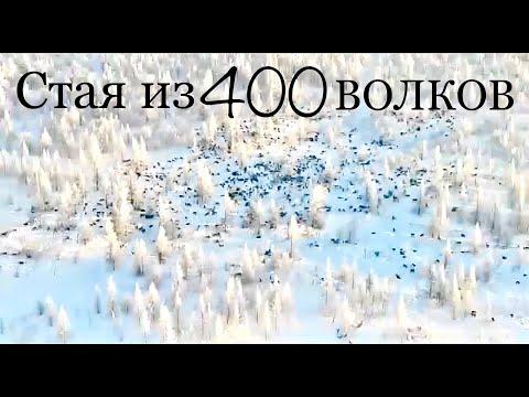 400 Wolves in one pack (Yakutia)