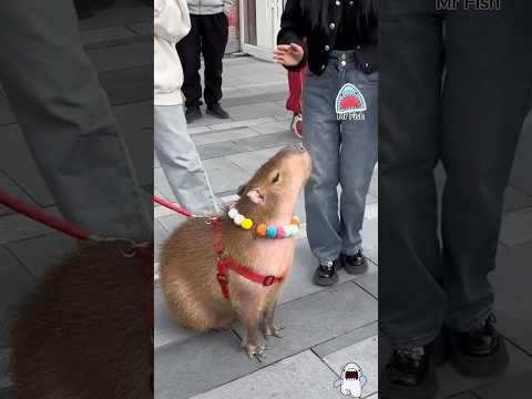 Tại sao Capybara lại được yêu thích đến vậy?