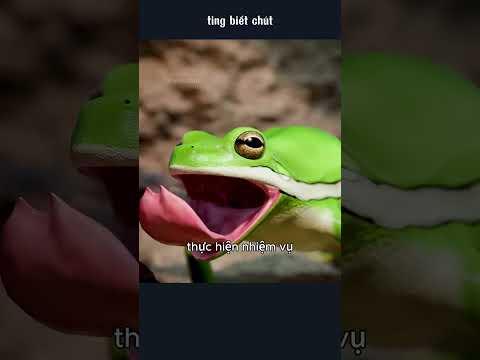 ếch và nhện tarantula cộng sinh