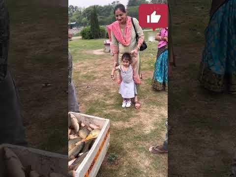 Gunnu ko aya fishes par taras #shortvideo #shorts