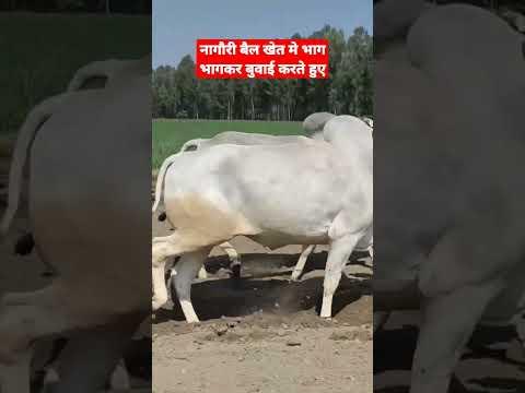 ट्रैक्टर से भी तेज पिकअप है नागौरी बैलों का💪 #Nagori #Ox #Farming #shorts #viralreels