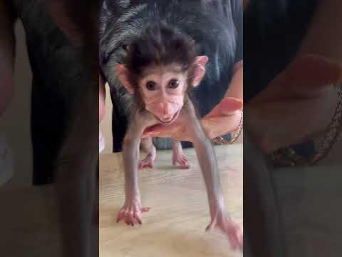 #shorts А ведь совсем недавно стенка был таким ЛЫСЕНЬКИМ и ГОРБАТЕНЬКИМ)))