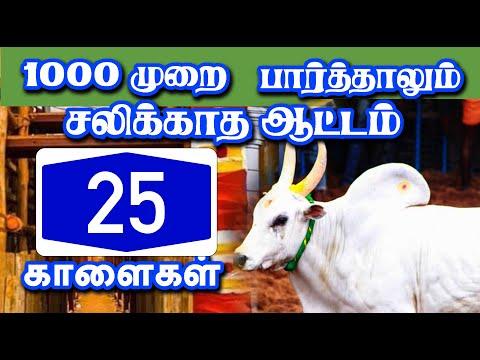 மரணமாஸ் காட்டும் காளைகள் செம்ம ஆட்டம் ....Tamilan Trending Old Video
