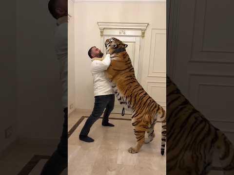 ये आदमी इन tigers के साथ कैसे रहता है #shorts @ProfessorNitin #tiger