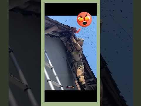 How does Hornet Build Nest(kolavi) #shortvideo #insects